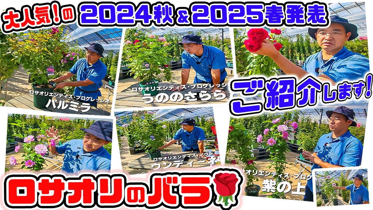 【大人気のロサオリのバラをご紹介します🌹】2024秋発表と2025春発表の【ロサオリエンティス】のバラのお花を見ながらのご紹介♪バラ専門店店長・高木大輔さん