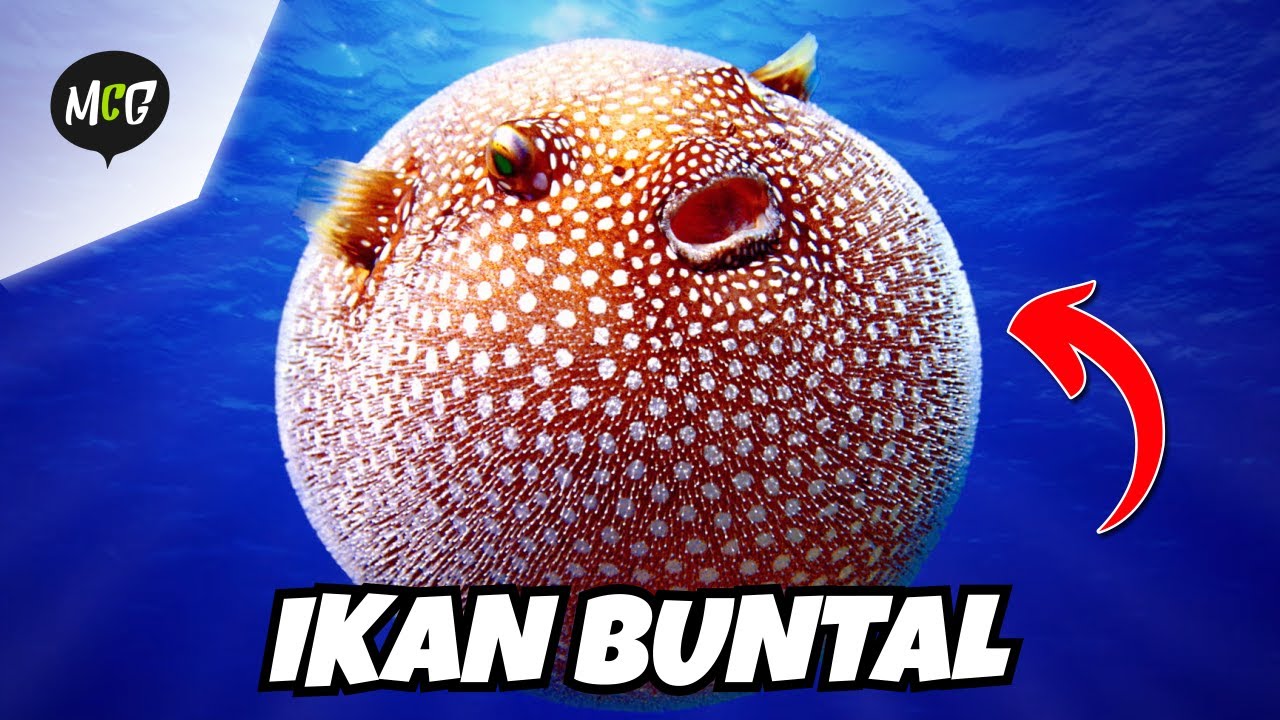Petualangan Ikan Buntal Mencari Kebebasan!