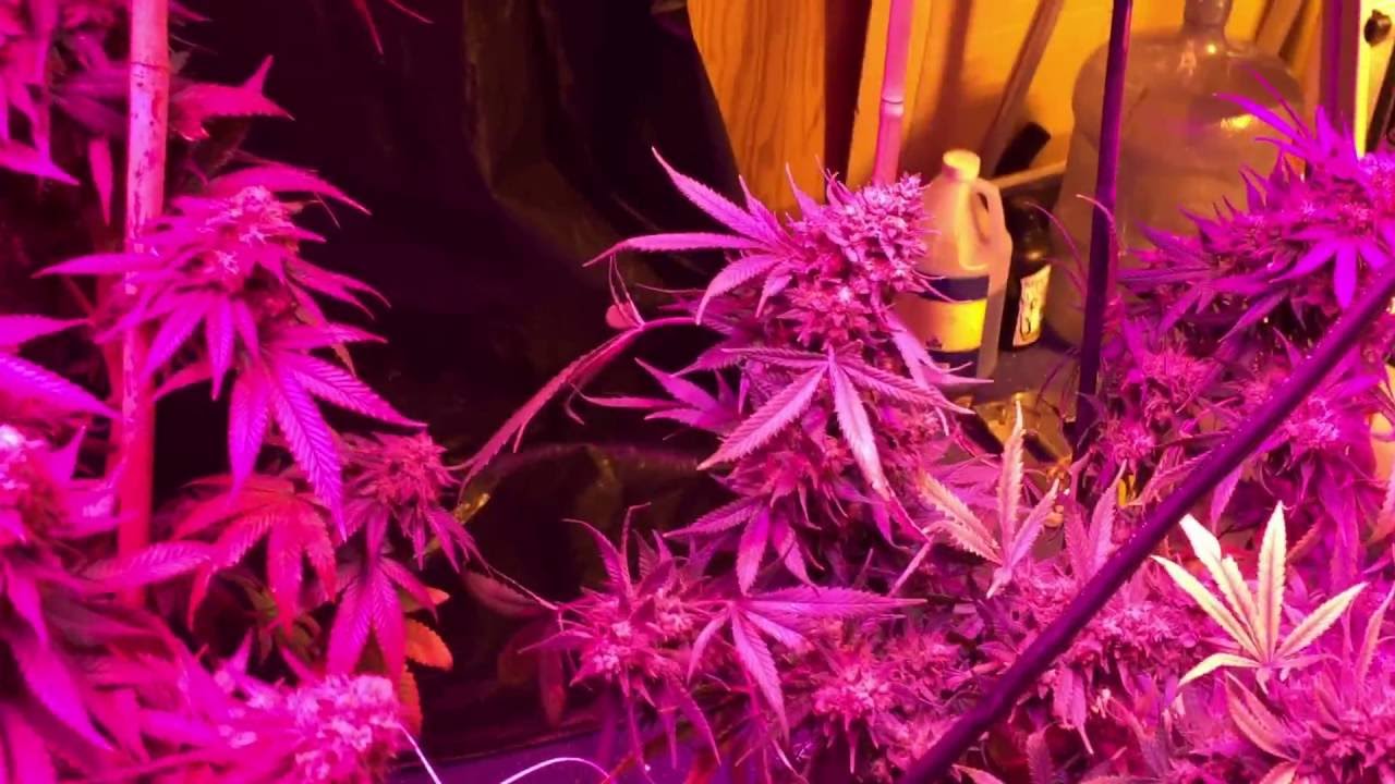 Final Flush Update. Mammoth P Microbes, Led and Hps