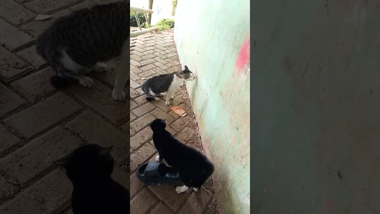 Kucing hitam vs kucing belang