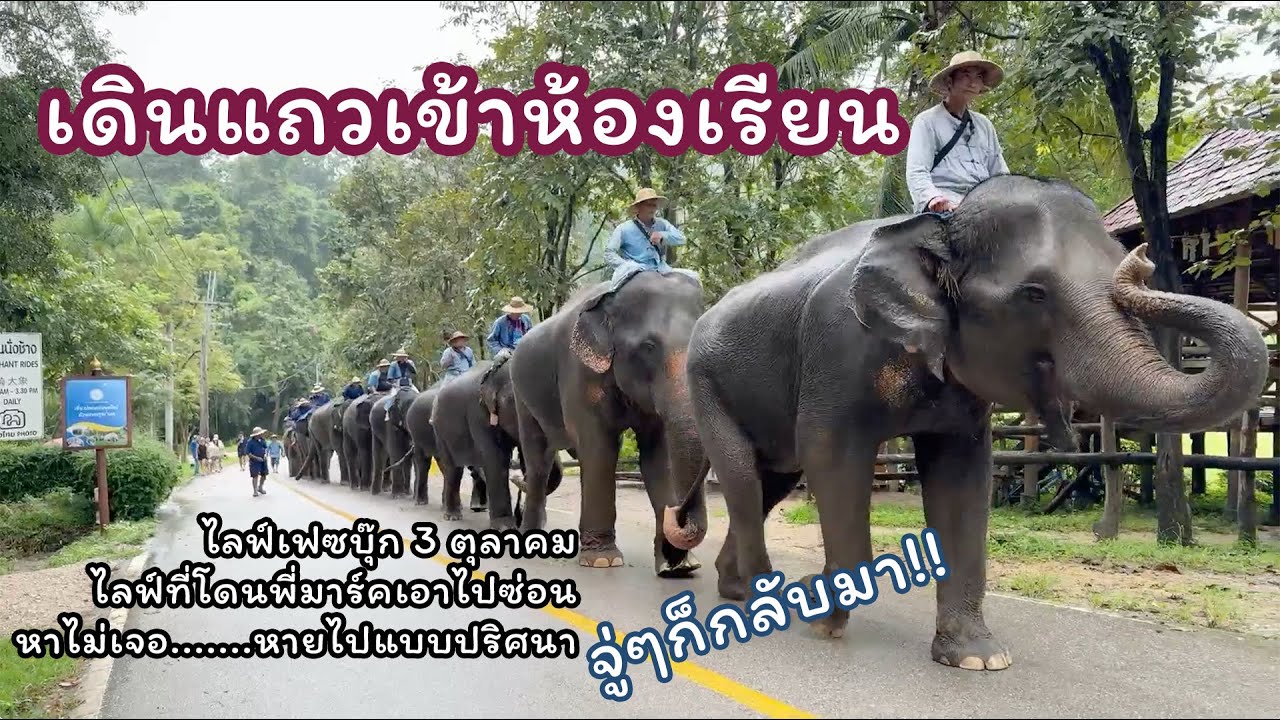 ตามติดชีวิตช้าง Daily Live 3 ต.ค. 2567 คลิปที่หลายคนบ่นเสียดาย เพราะหลังจากไลฟ์เสร็จ คลิปก็หายไป