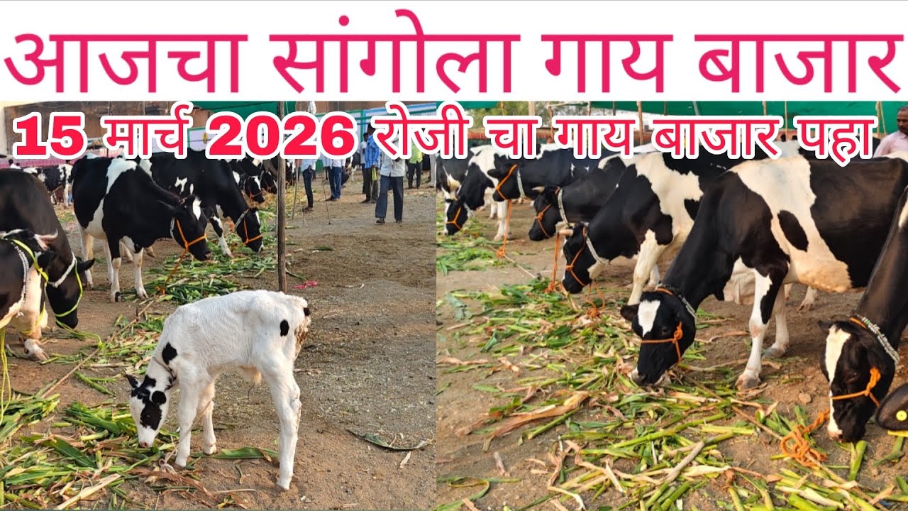 🛑 आजचा सांगोला गाय बाजार  दि. 15 मार्च 2026 रोजी 🛑