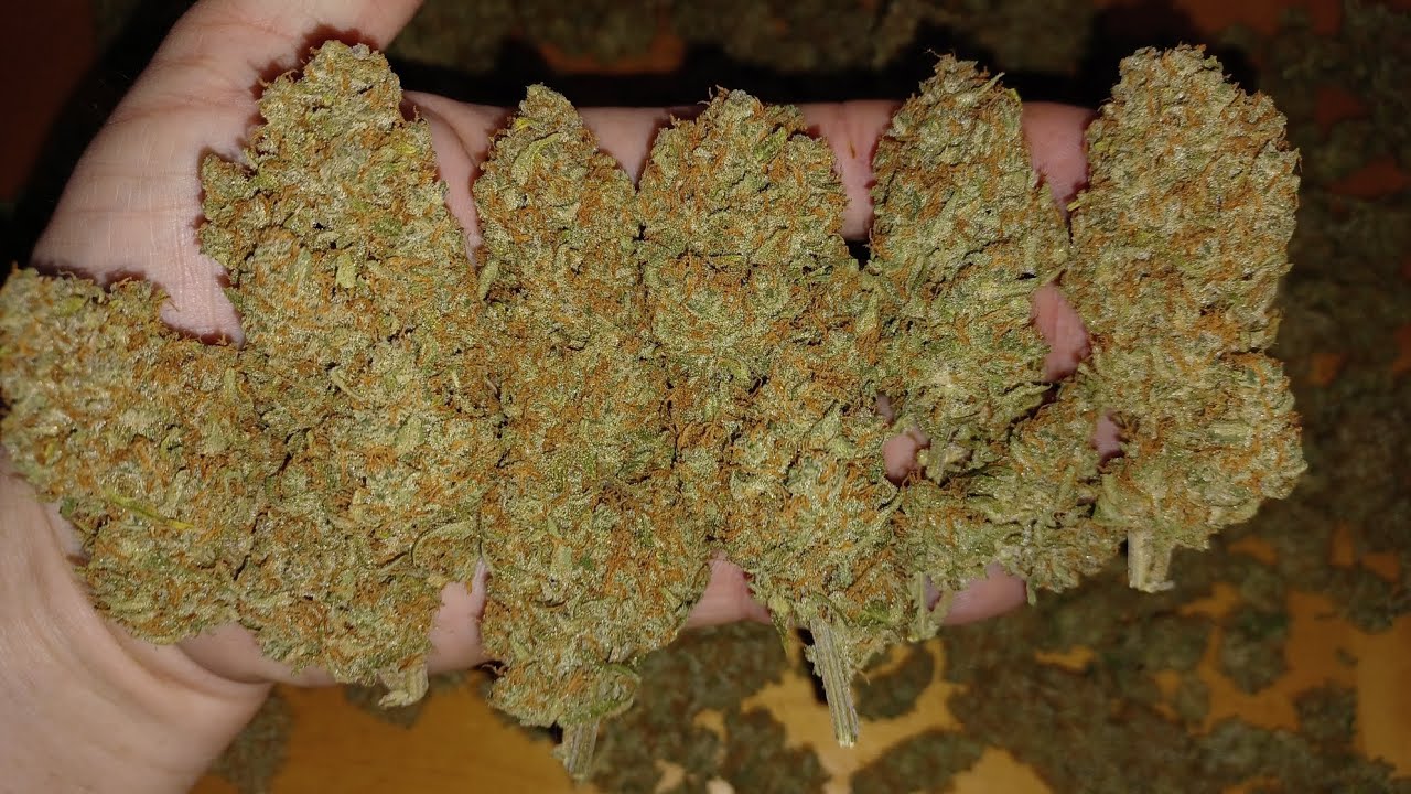 Final weight Fast Buds Guava Autoflower Athena blended line nutrition 1 plant
