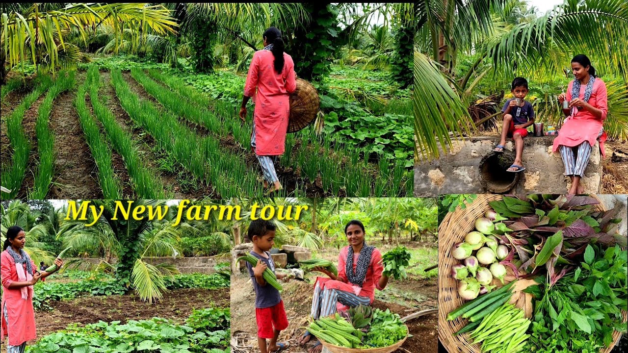 My New farm fresh vegetable harvesting|காய்கறி அறுவடை|One day life of farmer's|villagelife