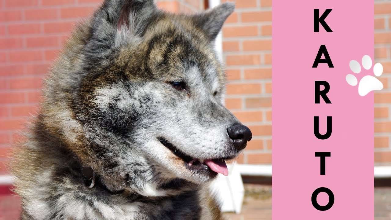 Hommage à Karuto et arrivée de Ghost (akita)