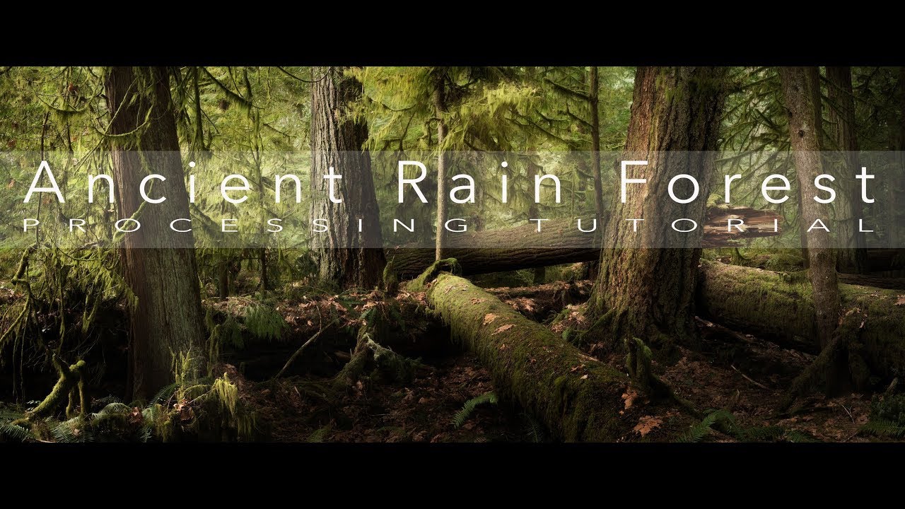 Photoshop Editing Tips | Post processing an Old Growth Forest to Enhance Drama and Depth