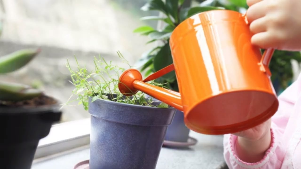 Plants That Absorb Excess Humidity In Your House | Indoor Plants | Nutshell School