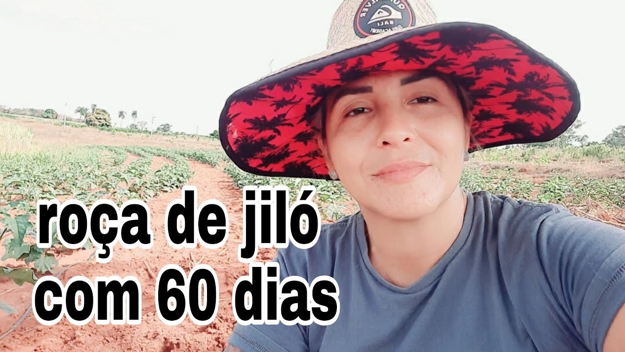 Colheita de jiló com 60 dias