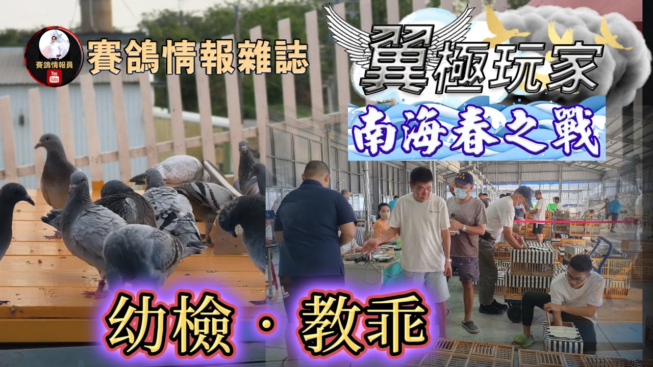 賽鴿實境影集：翼極玩家～南海春之戰：幼檢與教乖篇 #挑戰2025南海春季 #賽鴿 #種鴿 #養鴿 #海翔 #pigeon #鴿子 #粉鳥 #銘鴿 #鴿會 #琟承鴿舍 #星塵鴿舍 #強豪