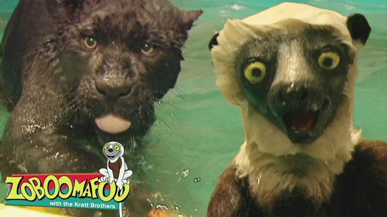 Natation | Zoboomafoo Française - WildBrain | Apprenez-en plus sur les Animaux!