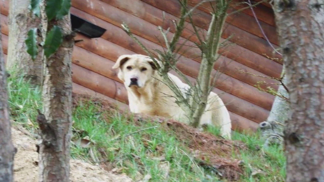 Months after owner's death, dog waits for him to come home