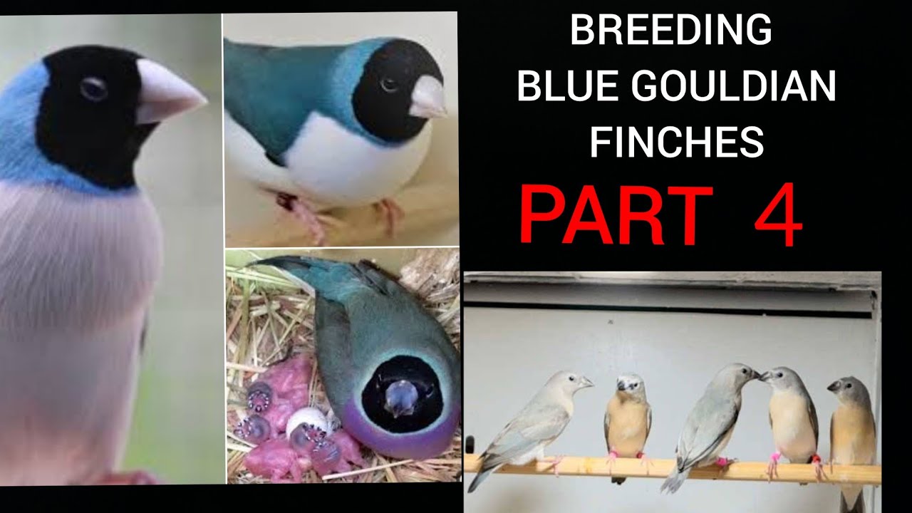 Breeding Blue Gouldian Finches Part 4 - My bird leg rings/identification bands and how to use them