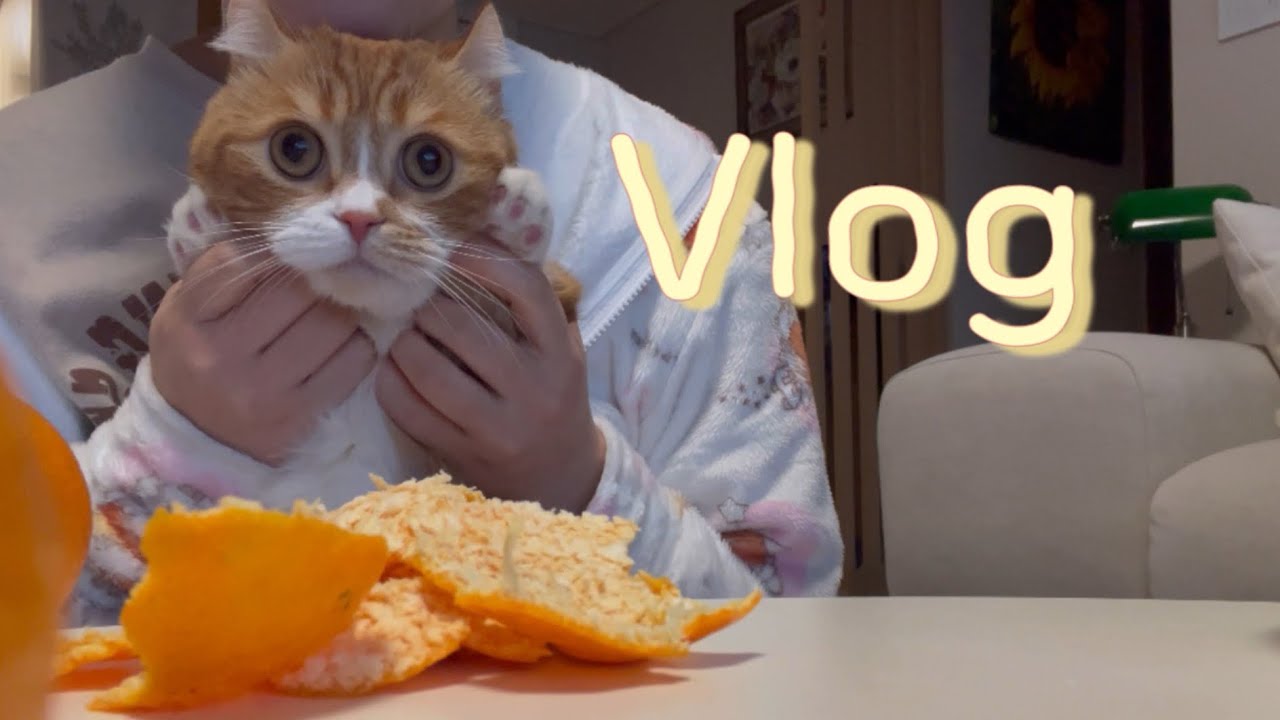 [Vlog] 졸업 예정인 예비 백수의 일상 브이로그 | 고양이 집사 | 먼치킨 치즈냥 마루의 일상 🐈🎀 | 먹고 노는 게 젤 행복한 마루와 나