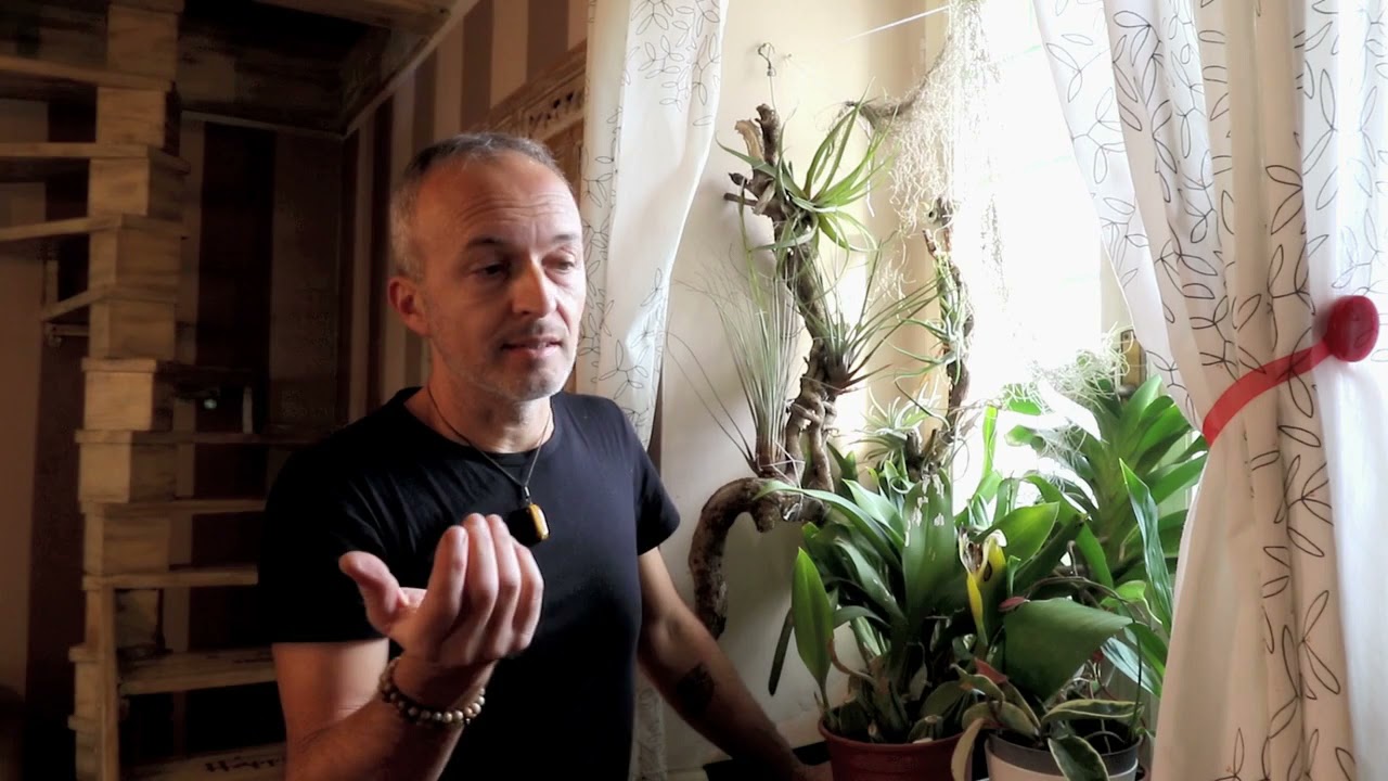 Video 43   #Tillandsia - piccole piante meravigliose