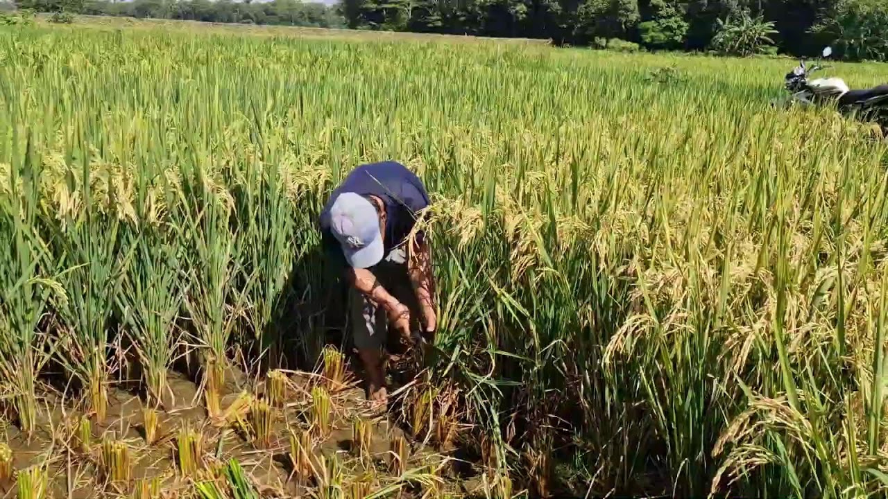 TRADITIONAL RICE HARVESTING MADE EASY: MANUAL METHODS IN ACTION - Agriculture Farming