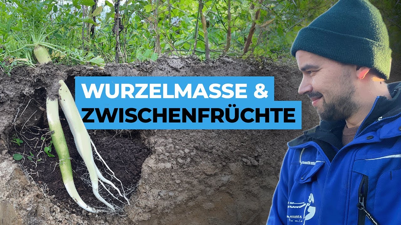 Wieviel Wurzelmasse bilden Zwischenfrüchte wirklich?