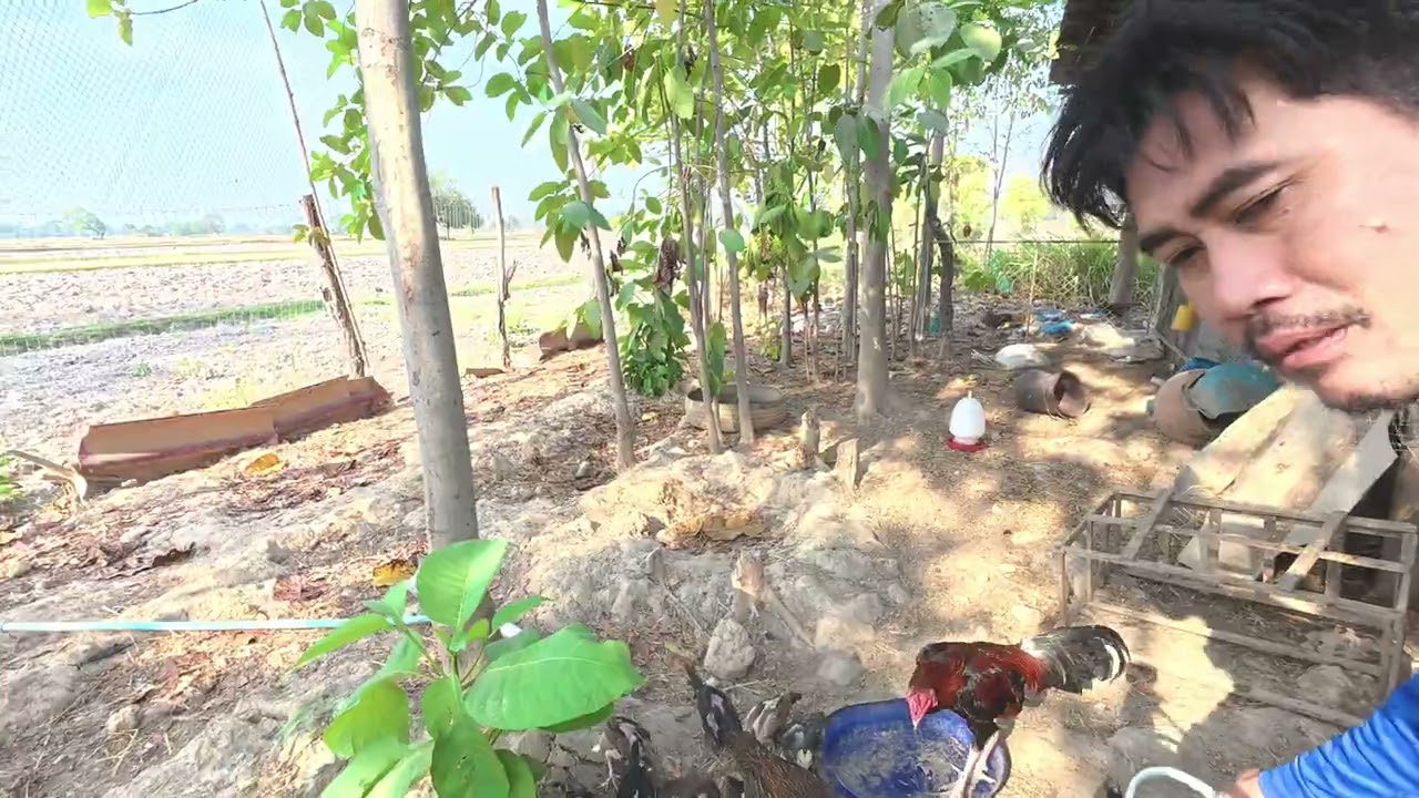 ไก่ชุดตัวและชุดเล็กแยกกันให้อาหาร  บรรยากาศการให้อาหารลูกไก่ตัวเล็ก  เลี้ยงไก่อยู่ทุ่งนา