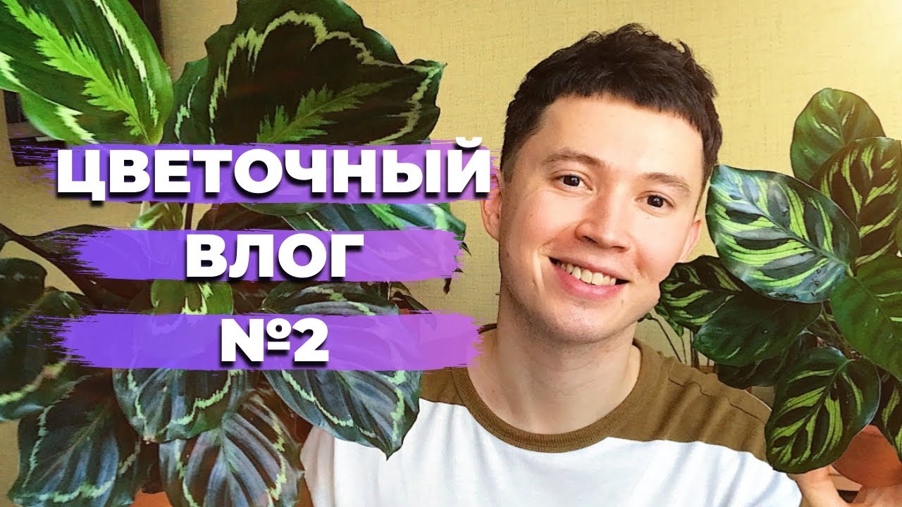 ВЛОГ Будни Цветоголика » Уход за Комнатными растениями, Душ для Растений