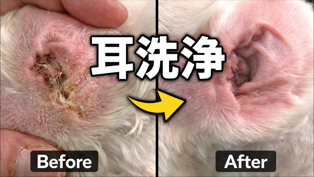 【トリマー】♯番外編 耳洗浄していくで！　【犬の美容】