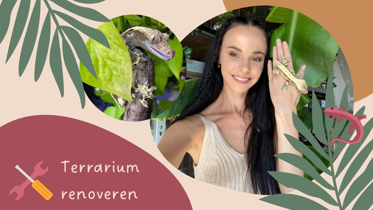 Renovatie wimpergekko terrarium | part 1