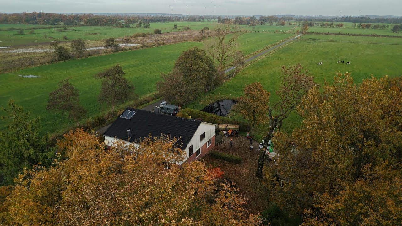 Baum Fällung in Nordfriesland 
