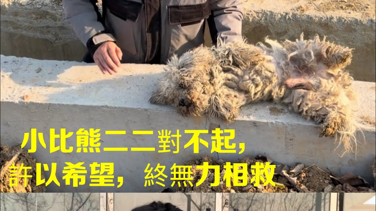 小比熊二二對不起，許以希望，終無力相救