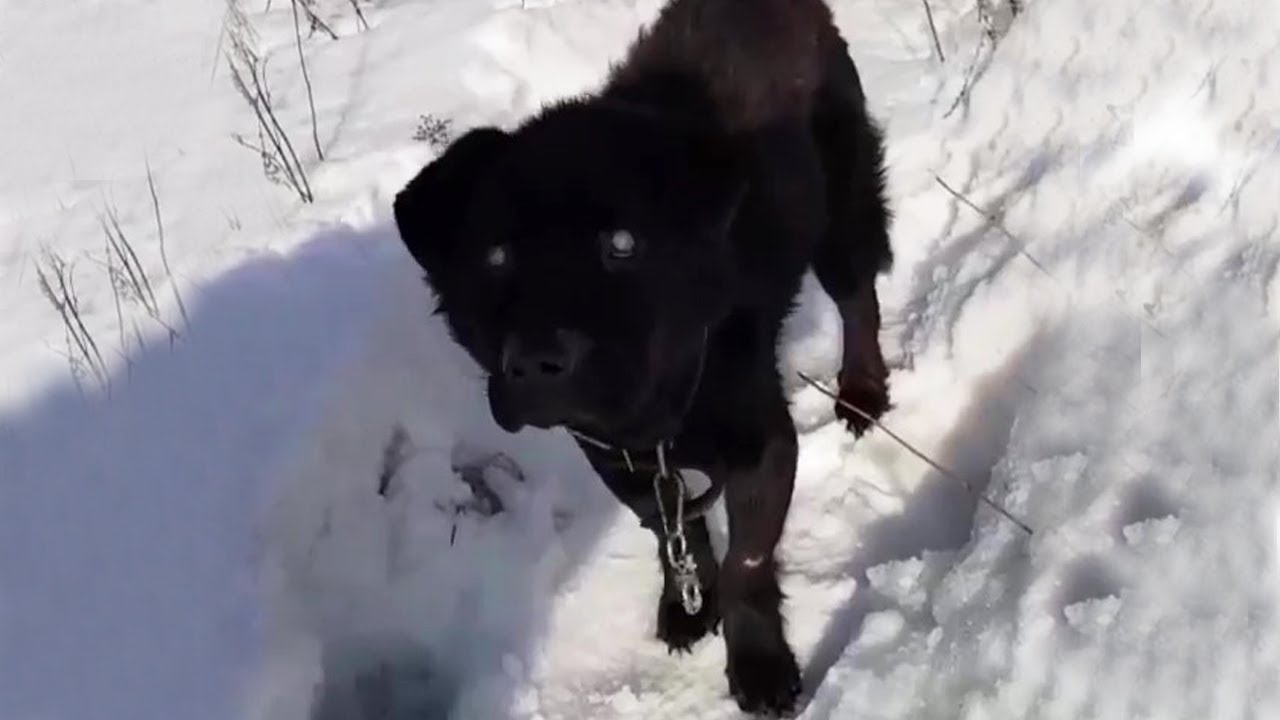 The blind dog and the heartbreaking story behind would make you cry