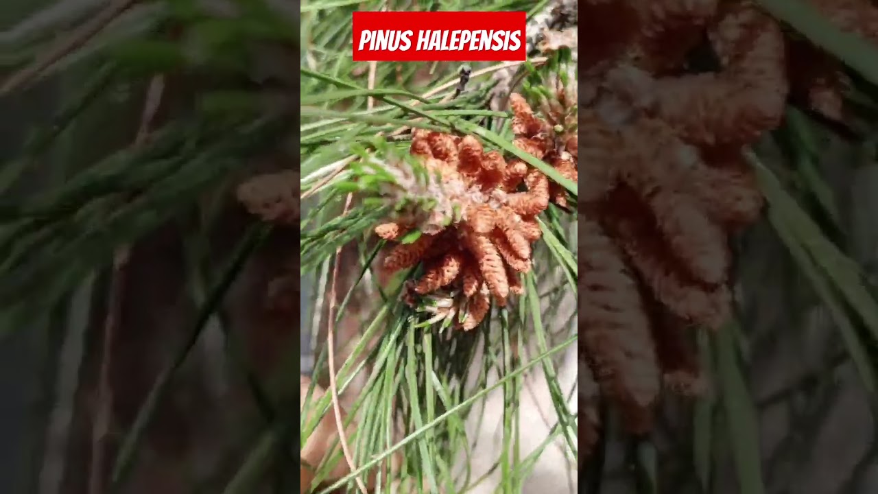 Pinus halepensis. Bloom #nature #beautiful #lotus #life#enjoy #love #music #opp #flowers