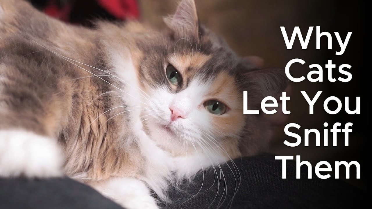 What Does Your Cat Think When You Sniff Them?