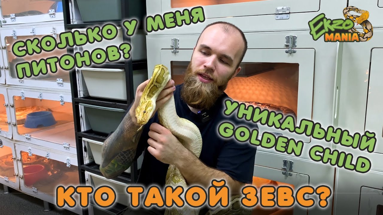 САМЫЙ БОЛЬШОЙ ПИТОМНИК СЕТЧАТЫХ ПИТОНОВ В РОССИИ - ЗНАКОМСТВО ДМИТРИЙ СОБИН