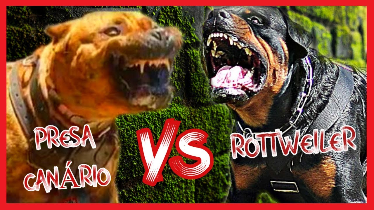 PRESA CANÁRIO VS ROTTWEILER - Qual o cachorro mais forte????