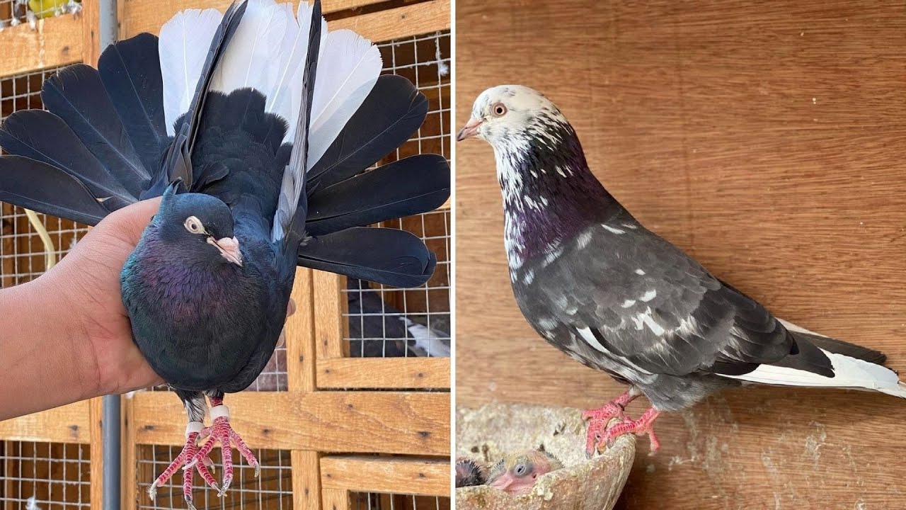 ⭐️ Бойные голуби Катиф | Саудовская Аравия 🇸🇦 حمام قطيف | طيور لوت | Pigeons