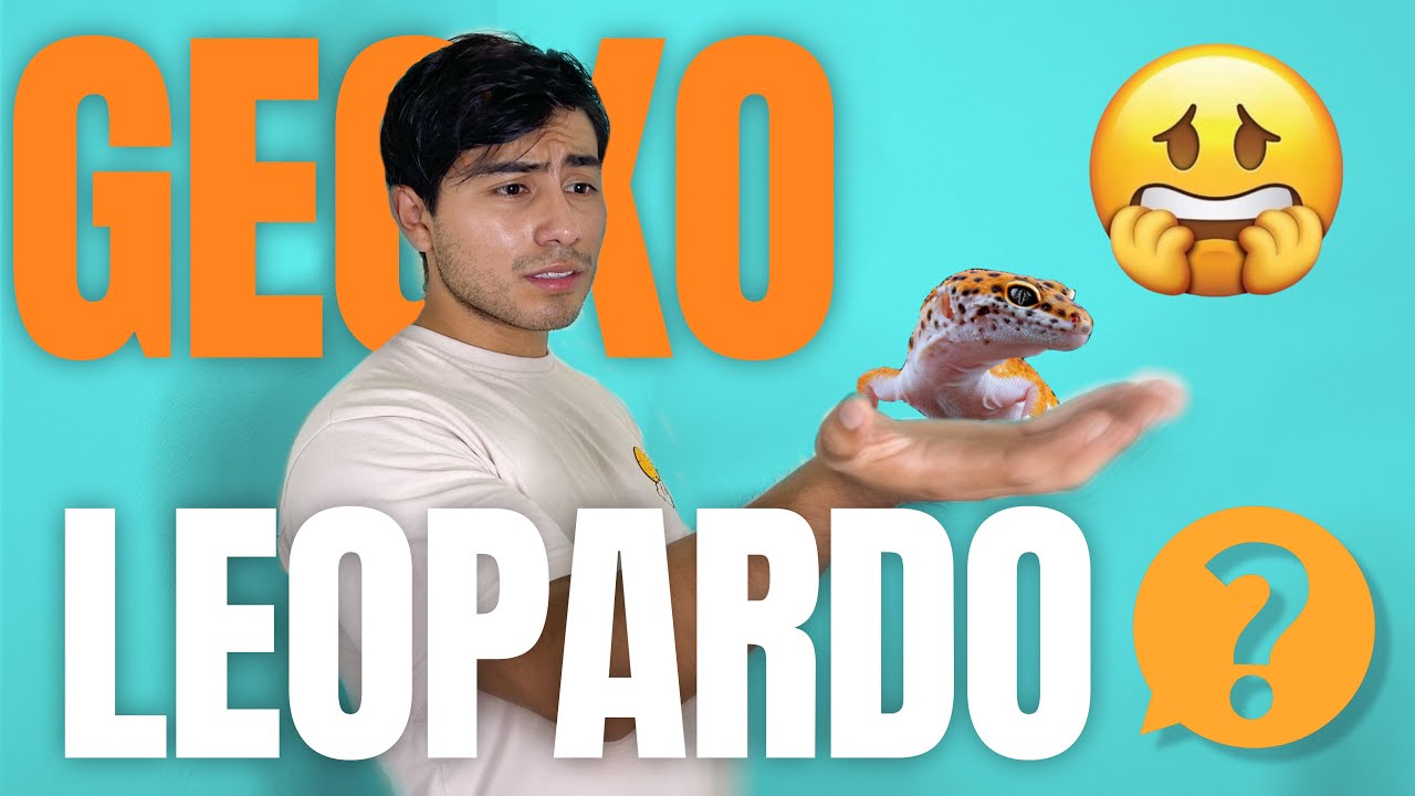CUIDADOS BASICOS PARA GECKO LEOPARDO