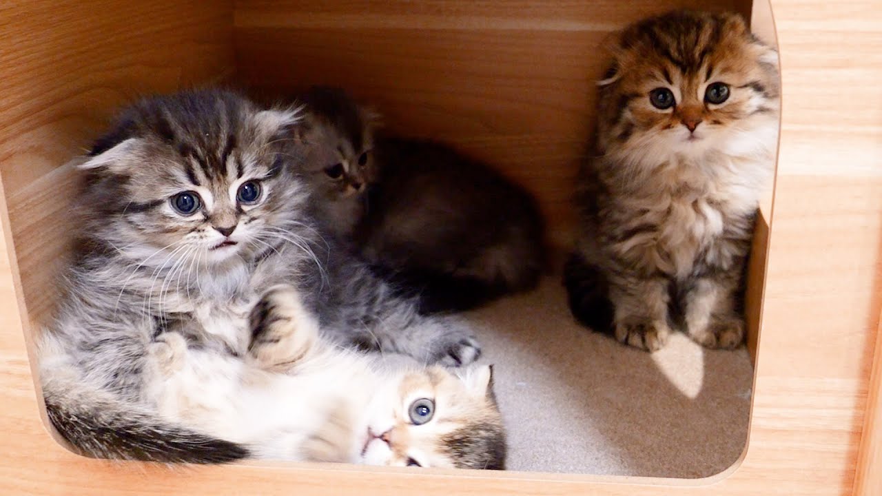 I'm struggling with a kitten who gets too excited before going to bed.