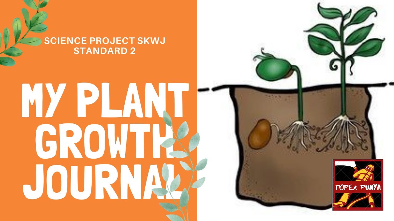 My Plant Growth Journal #science #skwj #growthjournal #plant