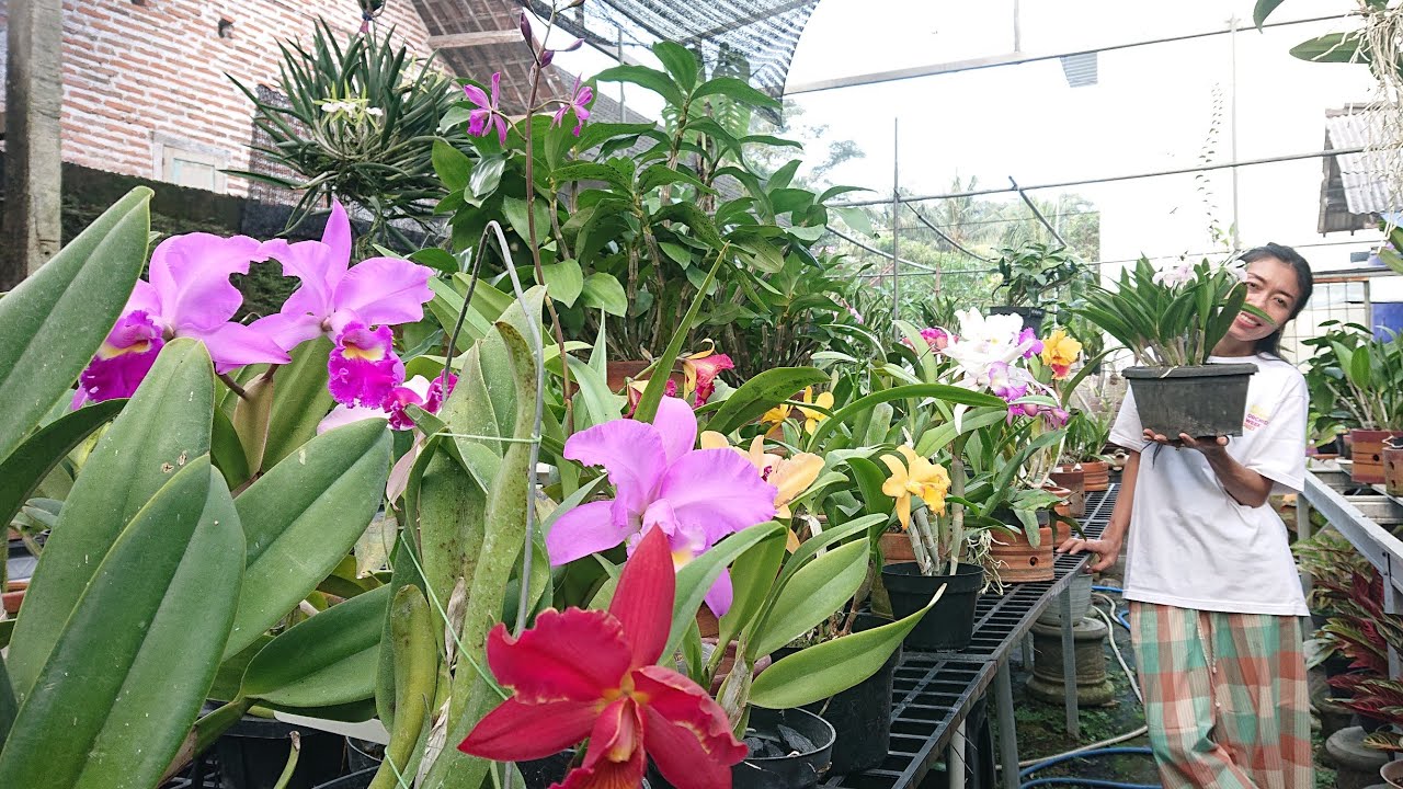 ready Cattleya berbunga besar atau menor? harga sultan dan murah tersedia