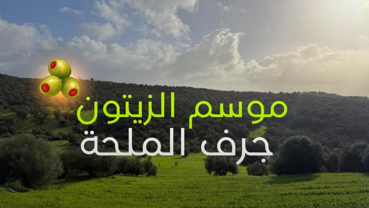 هكذا يعيش سكان جرف الملحة موسم الزيتون 🫒 تقاليد وأجواء رائعة