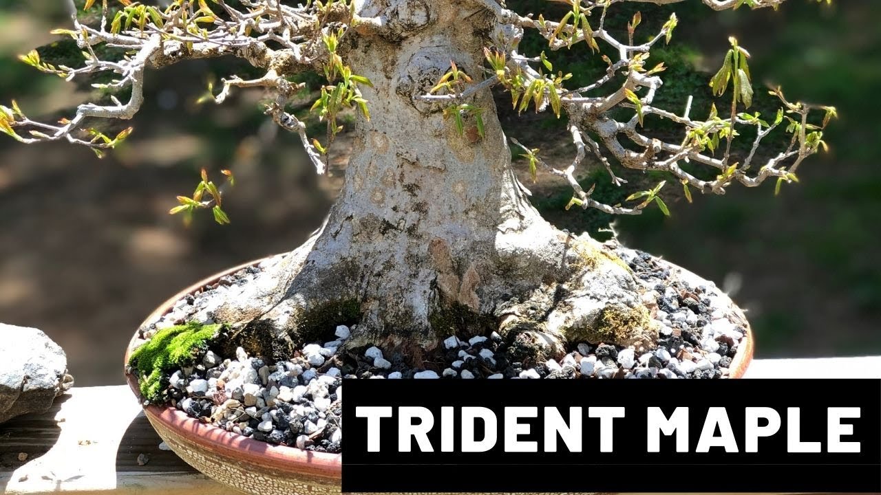 Trident Maple Bonsai Repotting | The Bonsai Supply