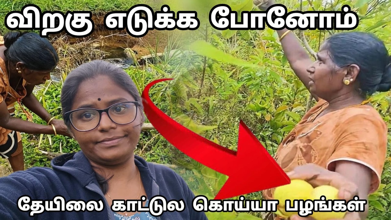 அடுத்த மழைக்குள்ள விறகு சேர்க்கணும்   #UpcountryLifestyle  #SriLankaVlog  #HillCountrySriLanka