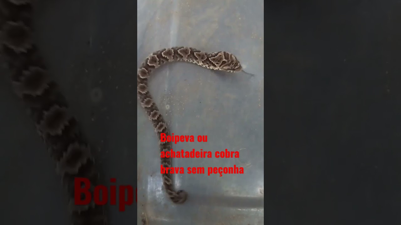 Cobra boipeva falsa jararaca