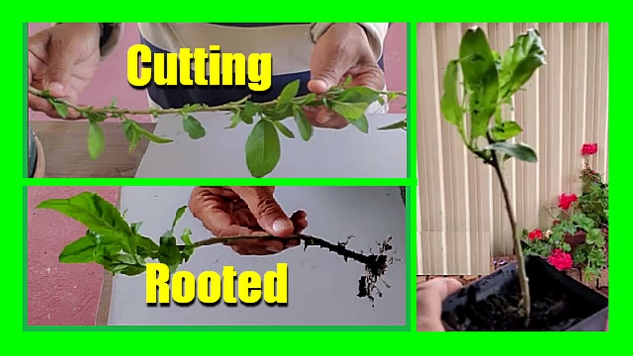 How to Propagate Night Blooming Jasmine  | Grow Raat Ki Rani from Cuttings