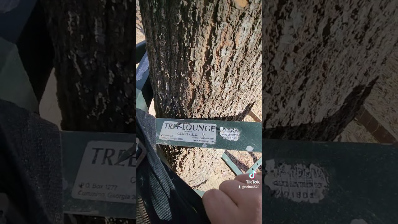 The Newer D Model Tree Lounge