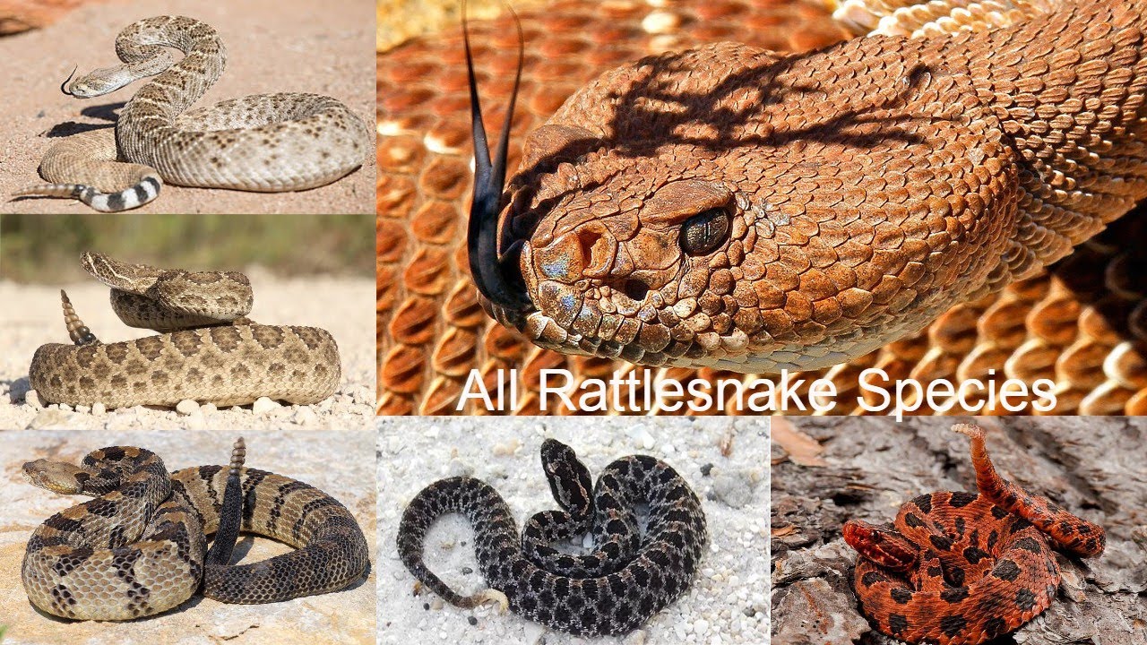 All Rattlesnake species / types of Rattlesnake / rattle snake