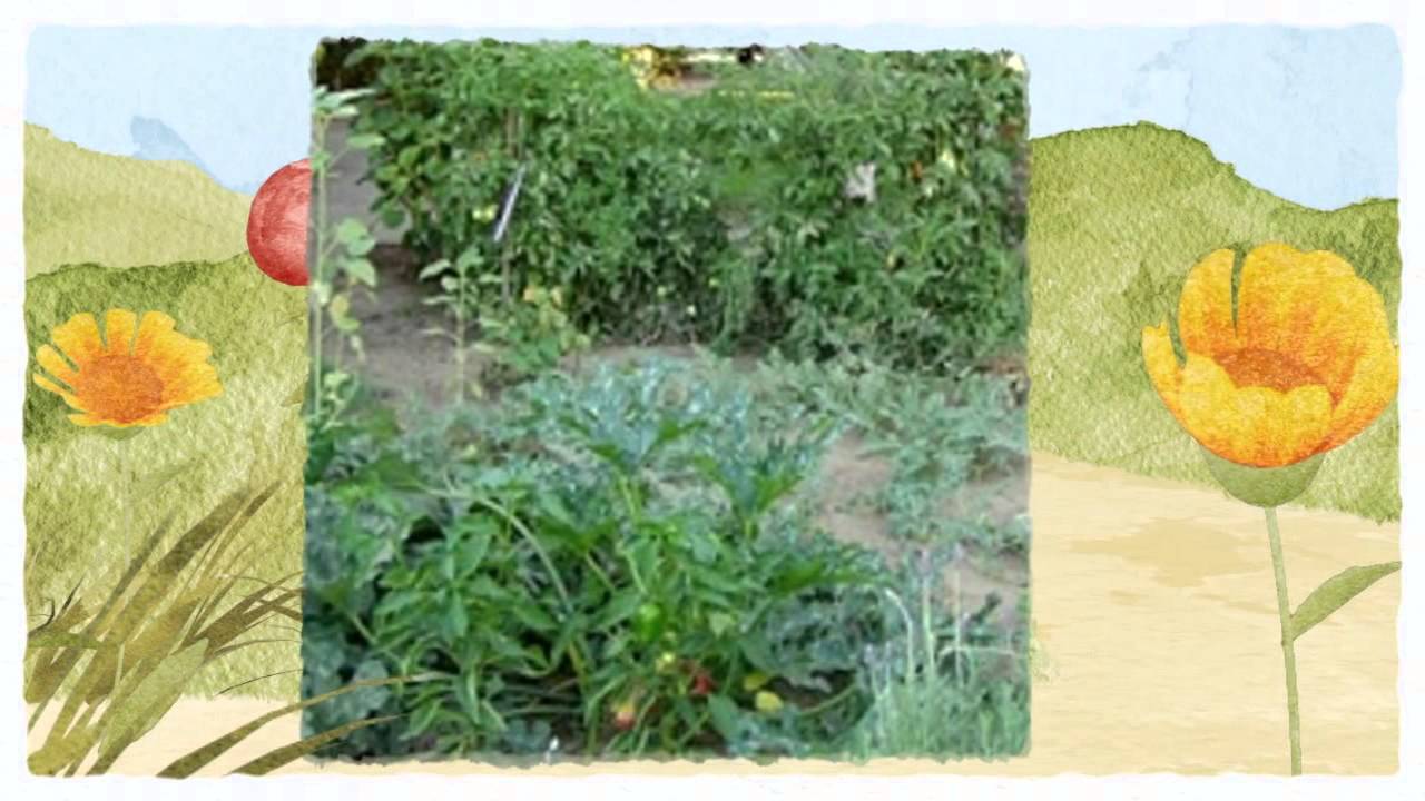 Official Pest Control Hanford CA 559-248-1155 Kings County Termite Inspection 93230