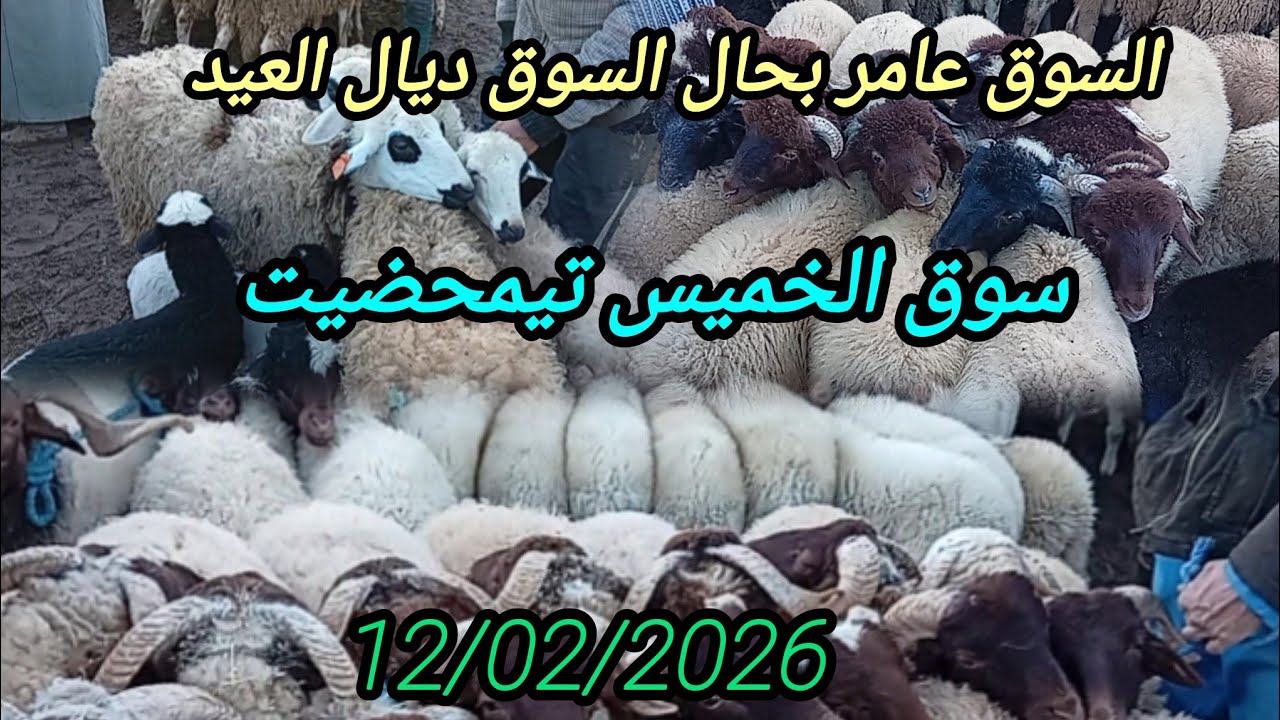 ثمن خروف خروفة نعجة عنزي حولي بسوق الخميس تيمحضيت بتاريخ 12/02/2026