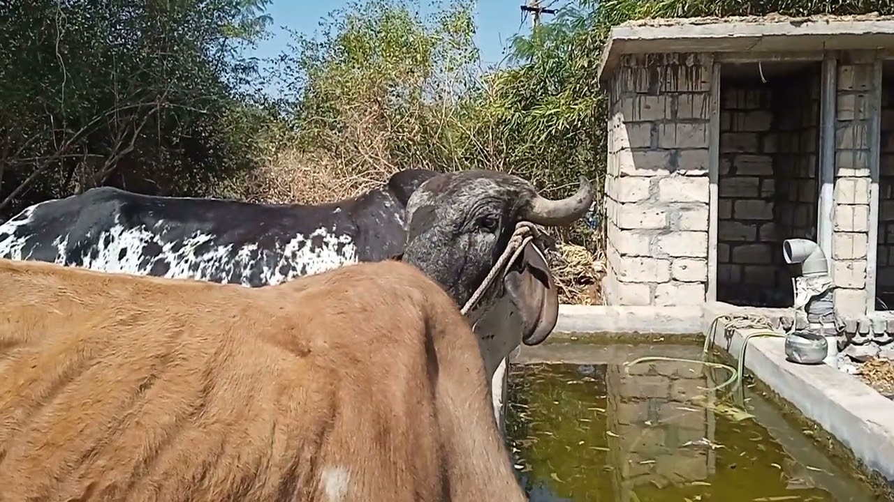 18 ફેબ્રુઆરી, 2026