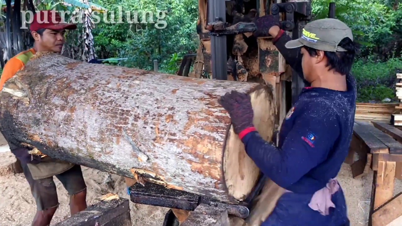 🔴Baru pertama ada kayu mangga secantik ini