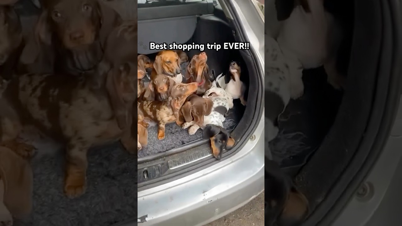 Dachshund Puppy Haul 🐶😂 | Funny Dog Video You NEED to See! 