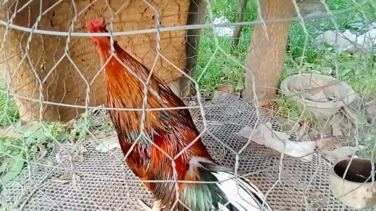 (20/1), tốp gà tiếp theo), DT,09177