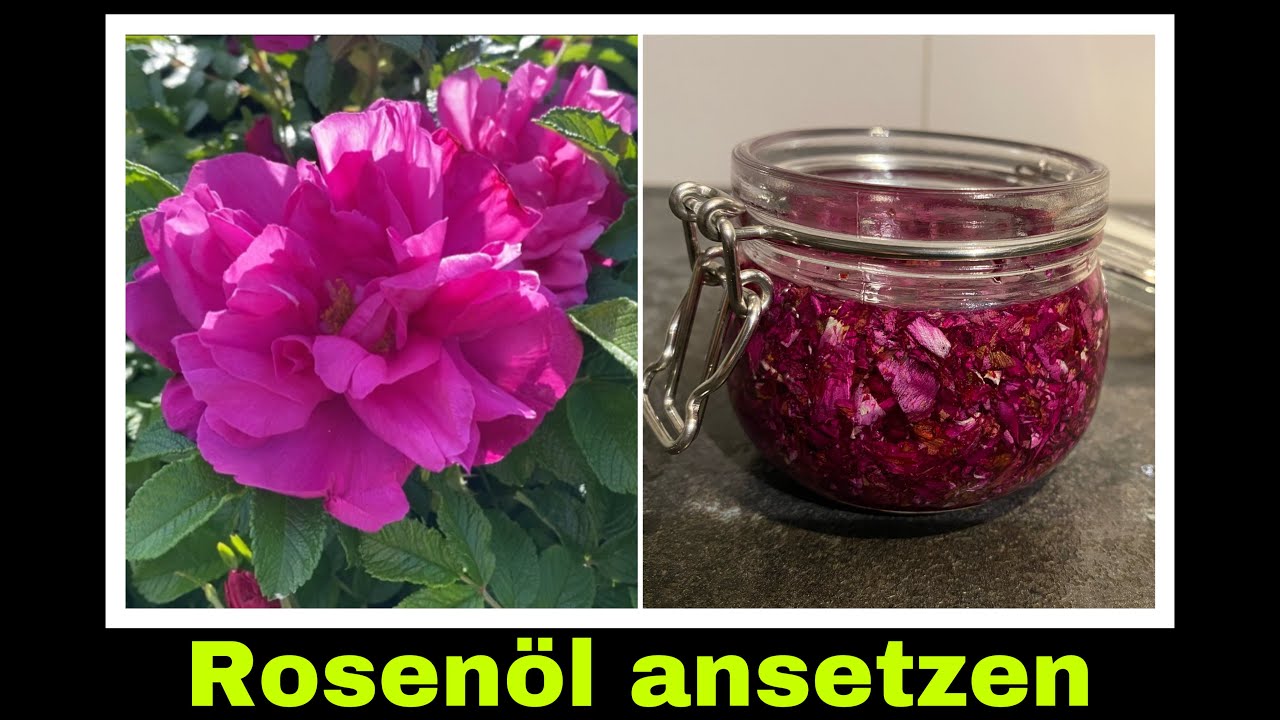 Rosenöl ansetzen | Rosenblüten Mazerat, Hautöl, Massageöl selber machen | Selbstversorgung